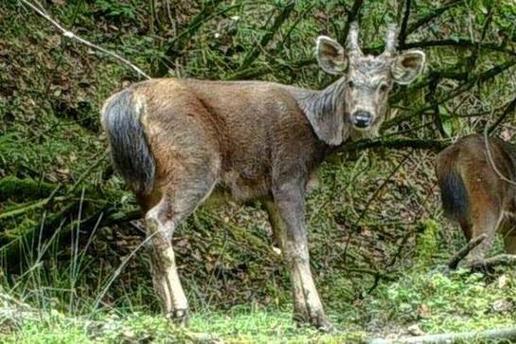 寒羊育肥公羔价格河北_寒羊育肥母羔价格河南_近几年活羊价格走势图