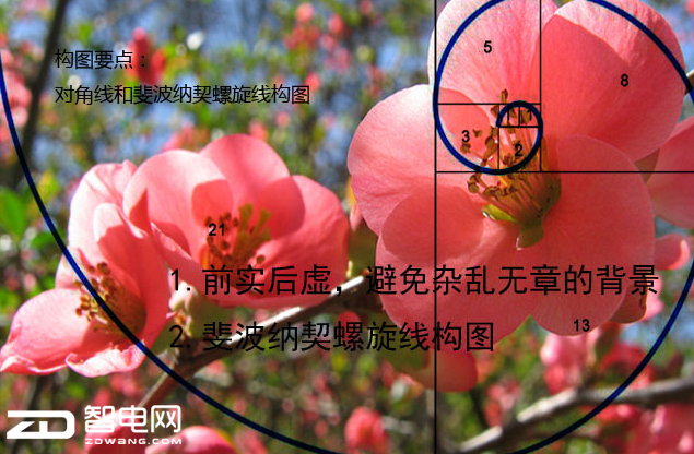 胡扯君：斐波那契螺旋线 是什么东西及其应用？第一次听说