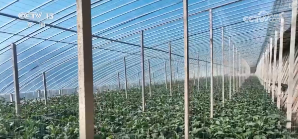 蔬菜市场供应保障_今日生猪价格最新走势_元旦粮油产品供应充足