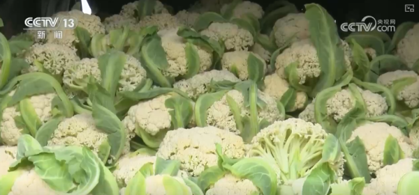 今日生猪价格最新走势_元旦粮油产品供应充足_蔬菜市场供应保障