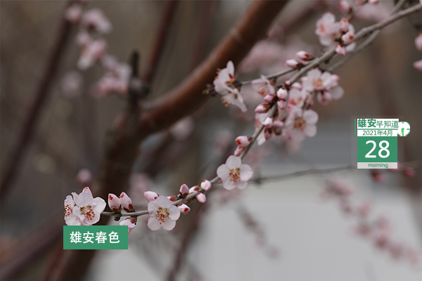 2021 年 4 月 28 日雄安要闻：中交集团调研，新区建设有序推进