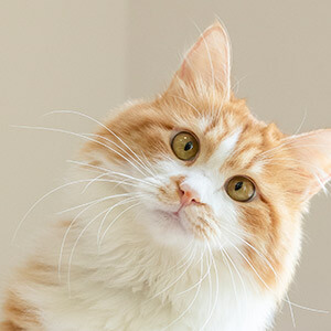 股东分红个人所得税税率_股东分红个人所得税什么时候交_公司向股东分红要交多少个税