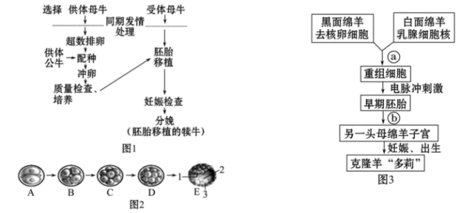 乙型肝炎病毒是一种DNA病毒，其A基因表达的A蛋白是触发人体免疫反应的重要抗原。通过基因工程获得Protein A，然后作为抗原制备单克隆抗体。主要技术路线如下图所示。回答
